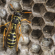 Illustration for article titled After Observing Wasps For Years, One Scientist Has Found Parallels In Cooperative Behavior In Amoebas
